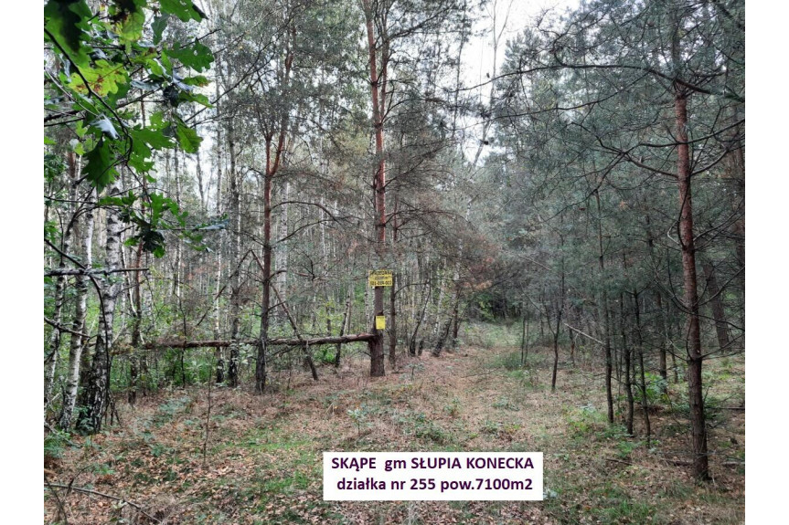 konecki, Słupia (Konecka), Skąpe, Tania dzialka leśna 7100m2 (0,71ha) tylko 21900zł