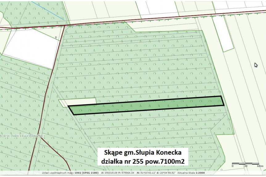 konecki, Słupia (Konecka), Skąpe, Tania dzialka leśna 7100m2 (0,71ha) tylko 21900zł