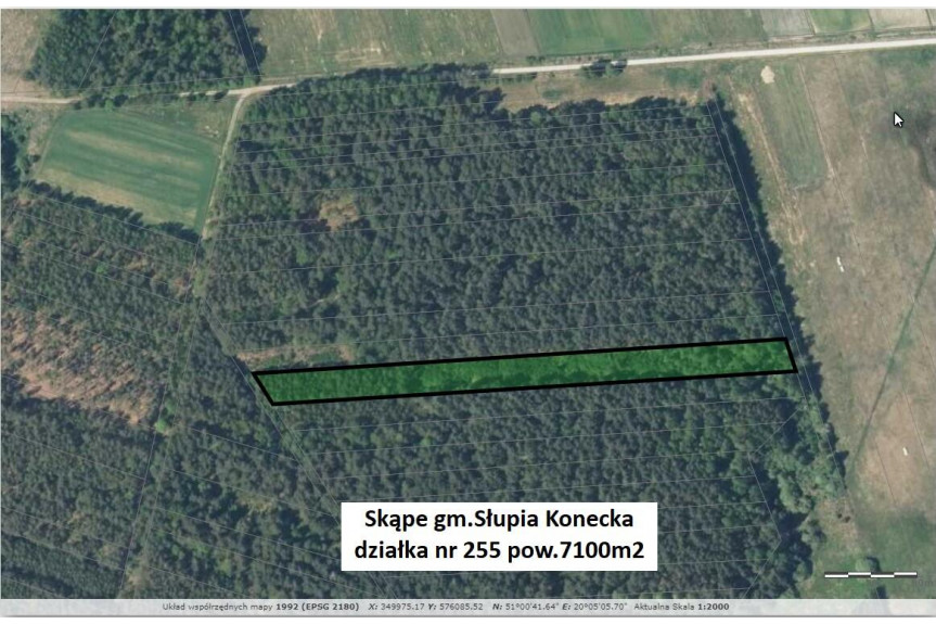 konecki, Słupia (Konecka), Skąpe, Tania dzialka leśna 7100m2 (0,71ha) tylko 21900zł