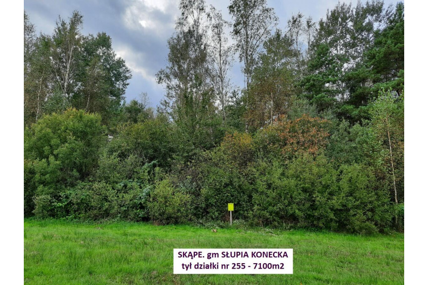 konecki, Słupia (Konecka), Skąpe, Tania dzialka leśna 7100m2 (0,71ha) tylko 21900zł